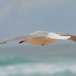 Silver gull