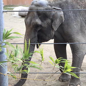 Female Asian Elephant
