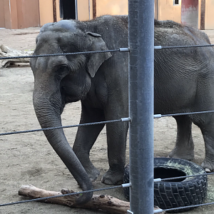 Female Asian Elephant