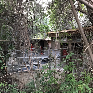 Behind the Scenes Mountain Tapir Exhibit + Second Tapir