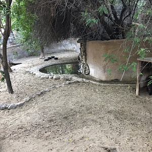 Mountain Tapir Exhibit