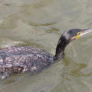 Greater cormorant