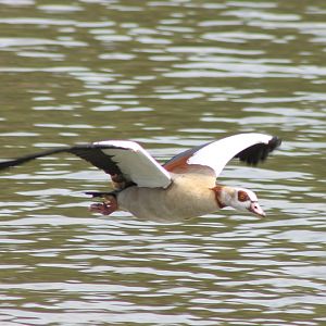 Egyptian goose