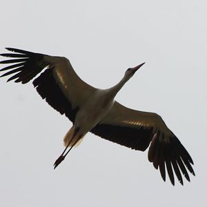 European white stork