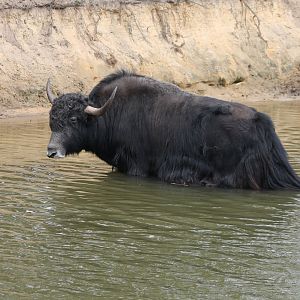 Bathing Yak