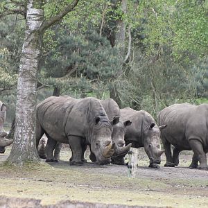 Southern white rhino-herd