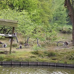 Ring-tailed lemur-island
