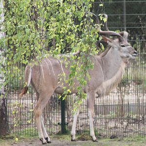 Greater kudu