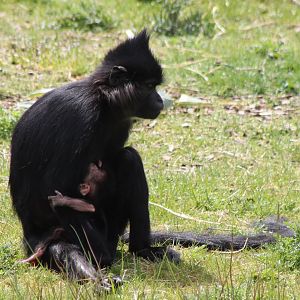 Black mangabey with baby