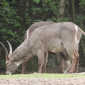 Common waterbucks