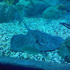 black spotted stingray