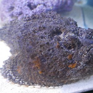 Reef Stonefish