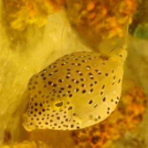 yellow boxfish