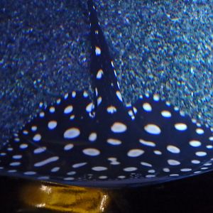 white blotched river stingray