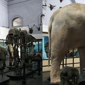 Largest Asian Elephant Reconstruction