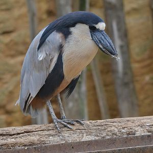 Southern Boat-billed Heron at Doué-la-Fontaine, 15/06/18