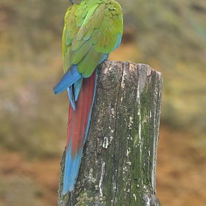 Bolivian Military Macaw at Doué-la-Fontaine, 15/06/18