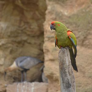 Red-fronted Macaw at Doué-la-Fontaine, 15/06/18