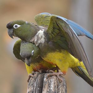 Greater Patagonian Conure at Doué-la-Fontaine, 15/06/18