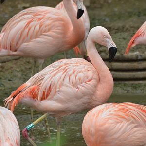 Chilean Flamingos at Doué-la-Fontaine, 15/06/18