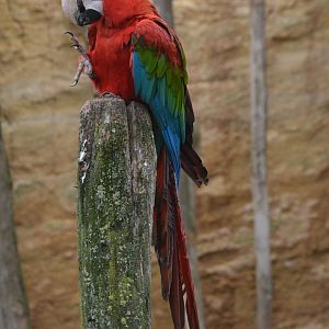 Green-winged Macaw at Doué-la-Fontaine, 15/06/18