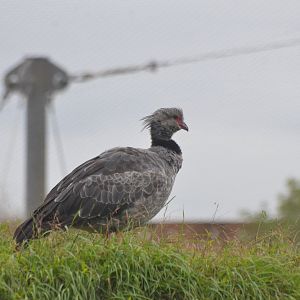Crested Screamer at Doué-la-Fontaine, 15/06/18