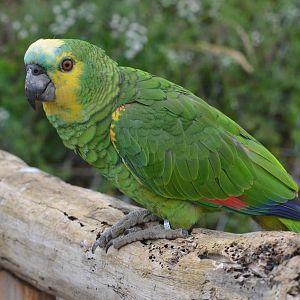 Blue-fronted Amazon at Doué-la-Fontaine, 15/06/18