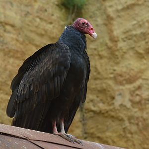 Turkey Vulture at Doué-la-Fontaine, 15/06/18