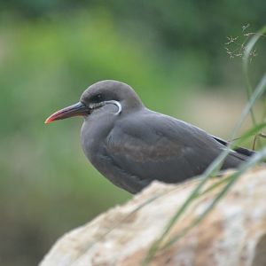 Inca Tern at Doué-la-Fontaine, 15/06/18
