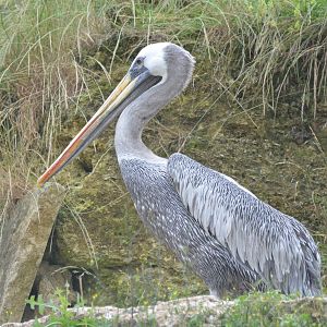 Peruvian Pelican at Doué-la-Fontaine, 15/06/18