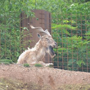 Turkmenian Markhor at Doué-la-Fontaine, 15/06/18