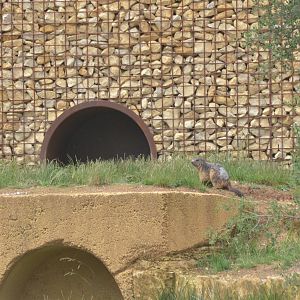 Alpine Marmot at Doué-la-Fontaine, 15/06/18