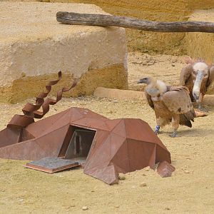 European Griffon Vultures at Doué-la-Fontaine, 15/06/18