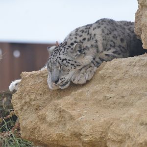 Snow Leopard at Doué-la-Fontaine, 15/06/18