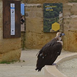 European Black Vulture at Doué-la-Fontaine, 15/06/18