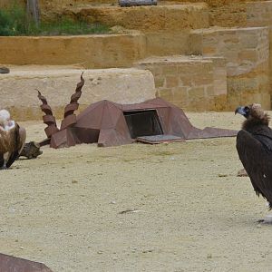 European Griffon and European Black Vultures at Doué-la-Fontaine, 15/06/18