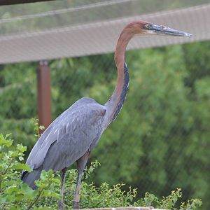 Goliath Heron at Doué-la-Fontaine, 15/06/18