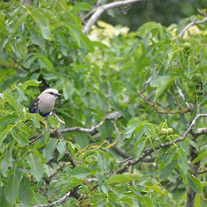 Blue-bellied Roller at Doué-la-Fontaine, 15/06/18