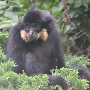 Buff-cheeked Gibbon at Doué-la-Fontaine, 15/06/18