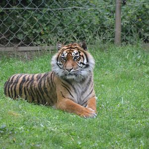 Sumatran Tiger at Doué-la-Fontaine, 15/06/18