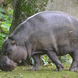 Pygmy Hippopotamus at Doué-la-Fontaine, 15/06/18