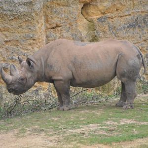 Eastern Black Rhino at Doué-la-Fontaine, 15/06/18