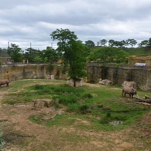Eastern Black Rhino Enclosure at Doué-la-Fontaine, 15/06/18