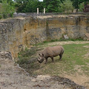 Eastern Black Rhino Enclosure at Doué-la-Fontaine, 15/06/18