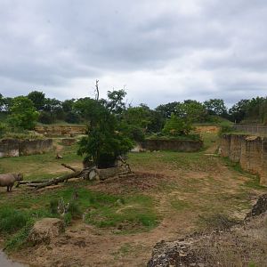 Eastern Black Rhino Enclosure at Doué-la-Fontaine, 15/06/18