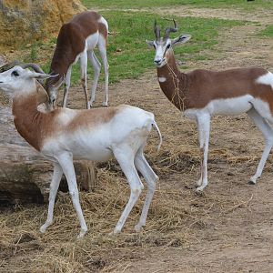 Dama and Mhorr Gazelles at Doué-la-Fontaine, 15/06/18