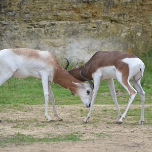 Dama and Mhorr Gazelles Sparring at Doué-la-Fontaine, 15/06/18