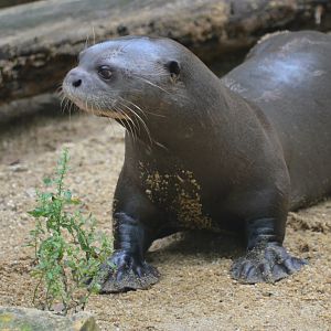 Giant Otter at Doué-la-Fontaine, 15/06/18