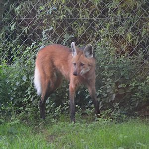 Maned Wolf at Doué-la-Fontaine, 15/06/18