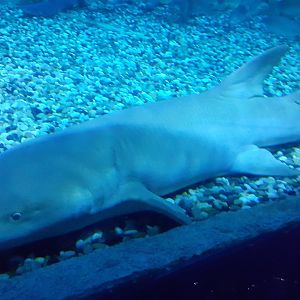 Tawny Nurse Shark